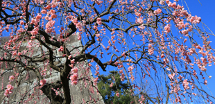 310150石割桜